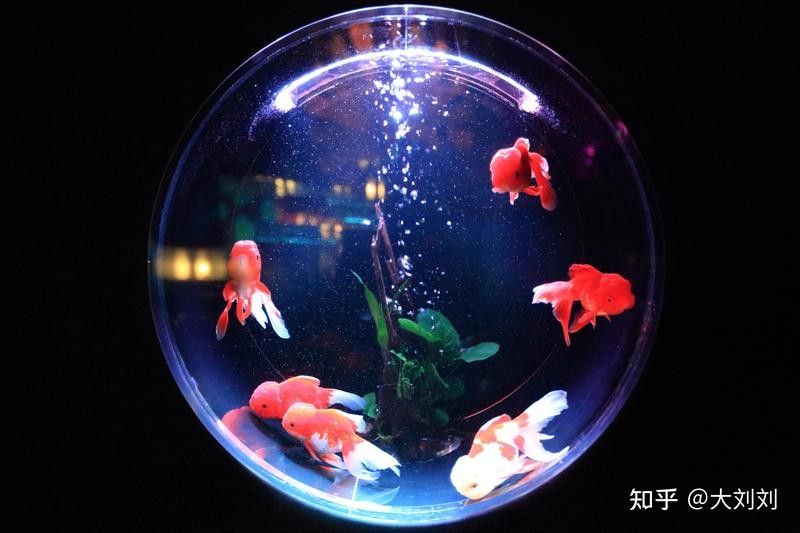 龍魚專用燈不是紫外線燈吧嗎怎么回事