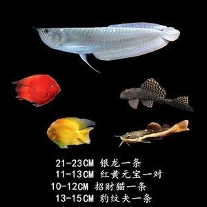 購買金龍魚苗注意事項和細節（購買金龍魚苗注意事項和細節和注意事項和細節告訴你）