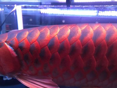 龍魚幾歲發(fā)色：龍魚發(fā)色年齡并不是一個(gè)固定的數(shù)值