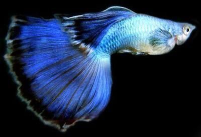 藍色金龍魚價格多少錢一條，藍色金龍魚的價格 藍色金龍魚價格多少錢一條，藍色金龍魚的價格 龍魚百科 第5張