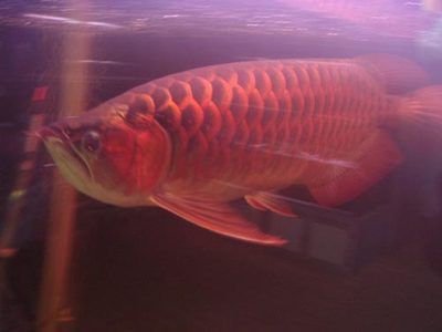 3斤紅龍魚值多少錢人民幣（紅龍魚價格多少錢一條） 3斤紅龍魚值多少錢人民幣（紅龍魚價格多少錢一條） 龍魚百科 第1張