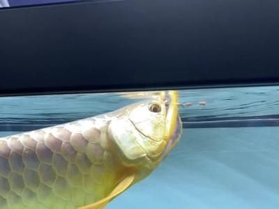 龍魚狀態(tài)不好怎么調(diào)整：如何調(diào)整龍魚的狀態(tài)