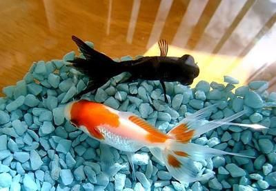 金龍魚湖南經銷商電話號碼：金龍魚湖南經銷商電話號碼如何查詢？ 金龍魚湖南經銷商電話號碼：金龍魚湖南經銷商電話號碼如何查詢？ 龍魚百科 第5張