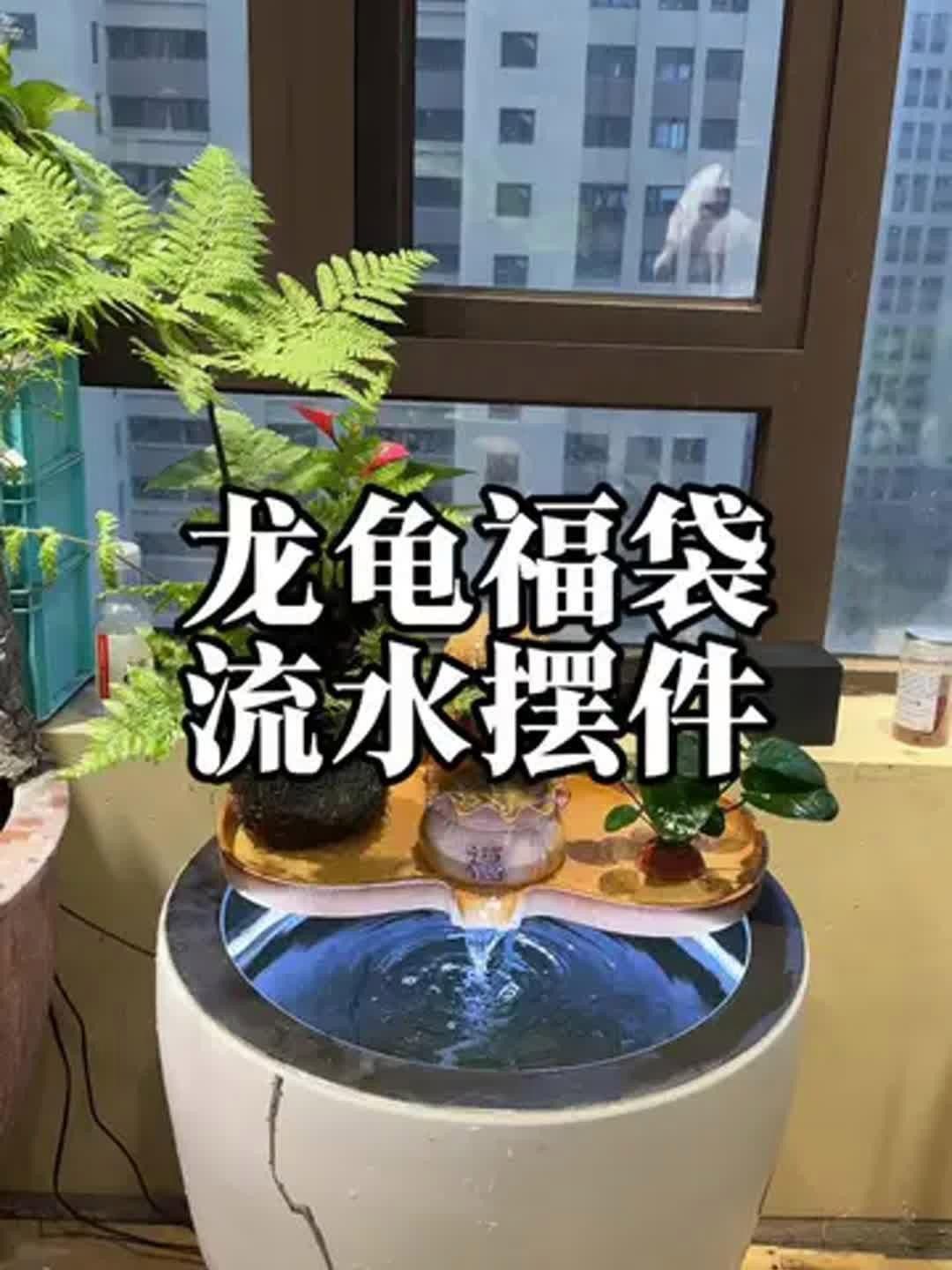 龍龜放魚缸有哪些好處？
