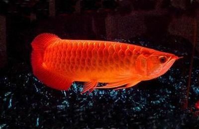 紅龍魚側燈正確擺放位置（紅龍魚側燈擺放位置需要遵循一定的原則以確保為紅龍魚提供適宜的光照環境）