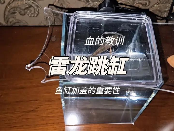 龍魚缸加蓋的價格范圍是多少？