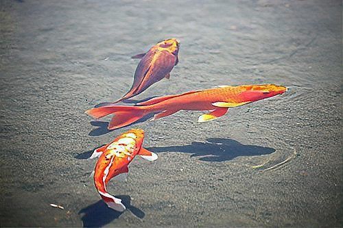 金魚6cm能長(zhǎng)到20厘米嗎