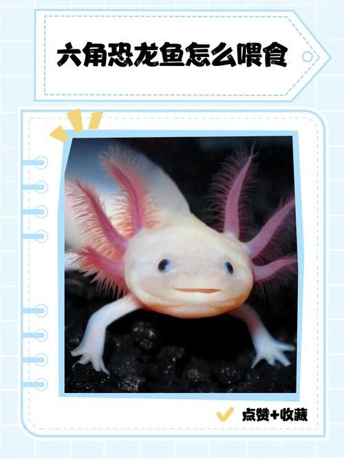 恐龍魚吃東西的樣子