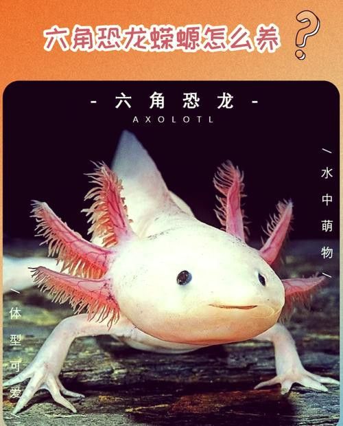 恐龍魚吃東西的樣子