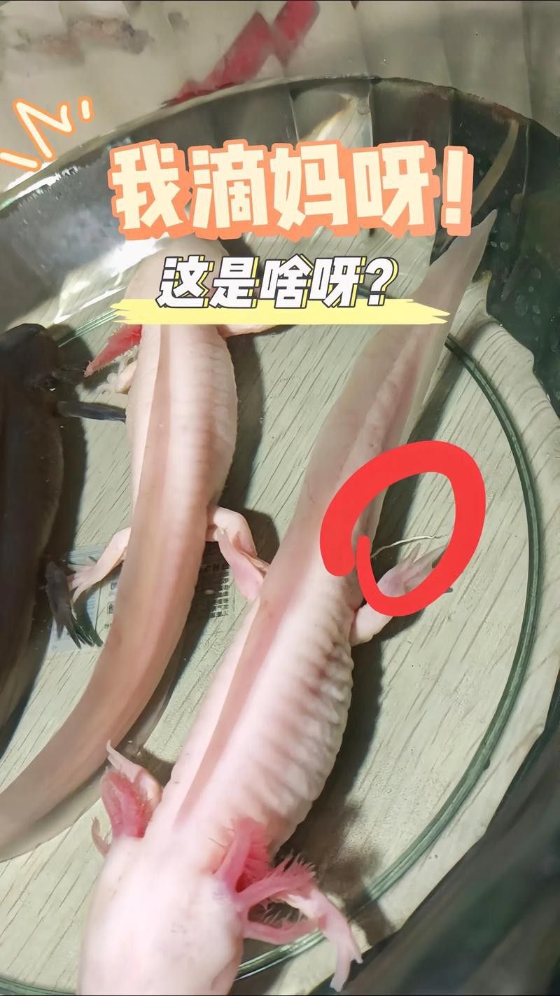 恐龍魚吃東西的樣子