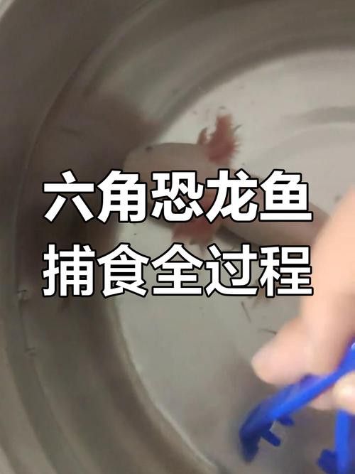 恐龍魚吃東西的樣子