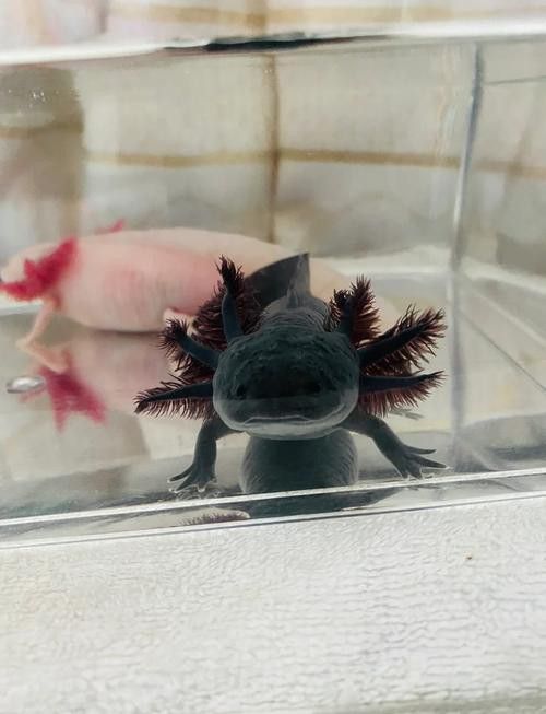 恐龍魚吃東西的樣子