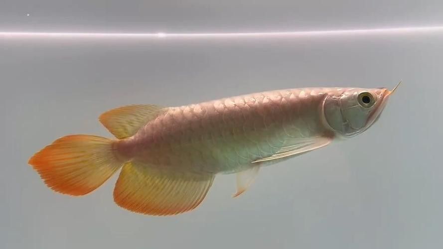 霸氣紅龍魚圖片欣賞