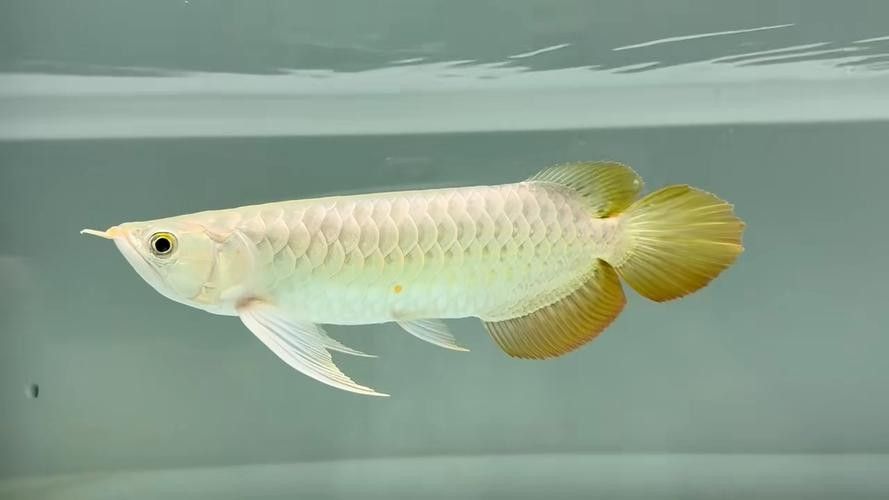 霸氣紅龍魚圖片欣賞