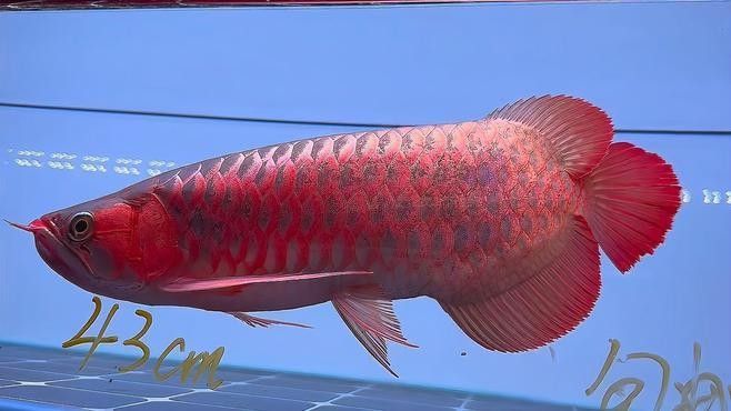 霸氣紅龍魚圖片欣賞