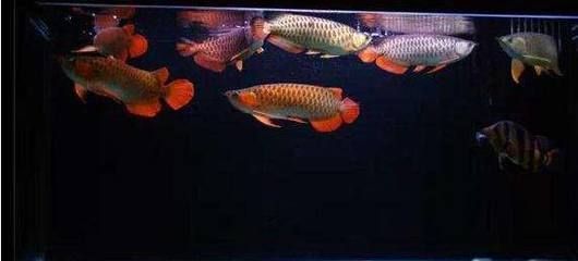 龍魚魚缸選擇適合龍魚的魚缸時需要考慮多個因素：龍魚缸選擇適合龍魚的魚缸時需要考慮多個因素
