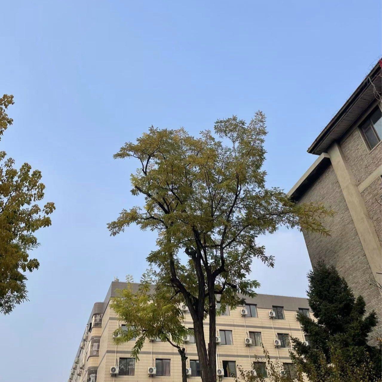 金龍魚受傷了最簡單三個步驟