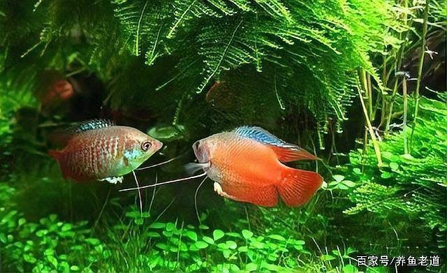 金龍魚受傷了最簡單三個步驟