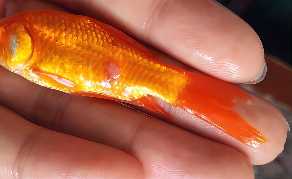 金龍魚受傷了最簡單三個步驟
