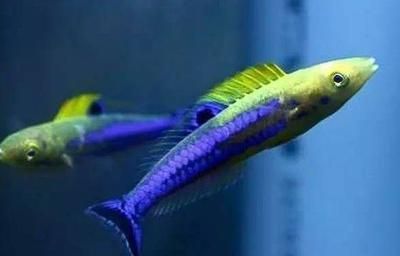 龍魚(yú)配魚(yú)幾條最好養(yǎng)（混養(yǎng)龍魚(yú)的關(guān)鍵在于選擇合適的配魚(yú)并且要注意水質(zhì)、食性和空間需求）