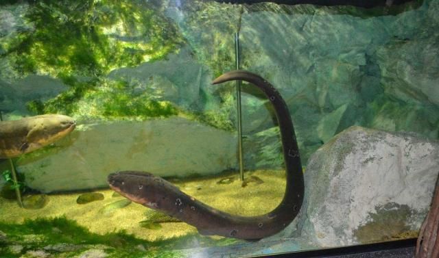 龍魚爛鱗要拔掉鱗片嗎怎么治：龍魚爛鱗怎么辦