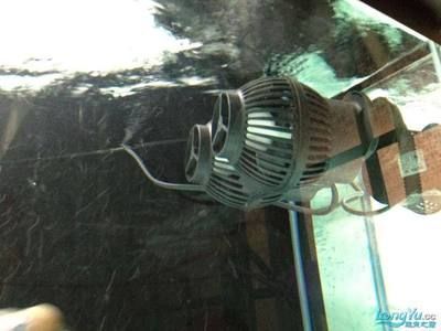 龍魚換水前后注意事項：給龍魚換水前后的注意事項