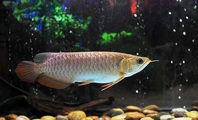 龍魚換水前后注意事項：給龍魚換水前后的注意事項