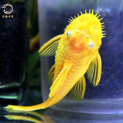 金龍魚(yú)金頭：金頭金龍魚(yú)的價(jià)格