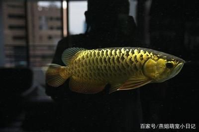 金龍魚(yú)金頭：金頭金龍魚(yú)的價(jià)格
