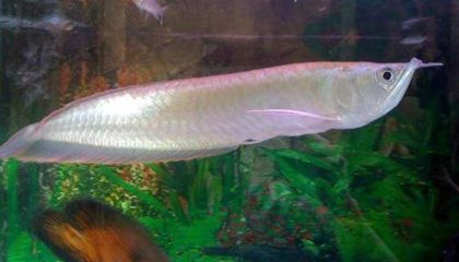 養一條銀龍魚代表著“一”的意思，寓意著“一生平安”：養一條銀龍魚代表什么意義和象征