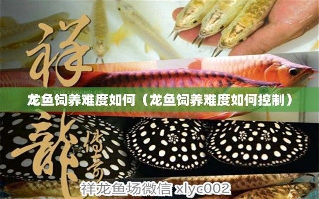 什么品種龍魚最好養（最好養的幾種龍魚品種）