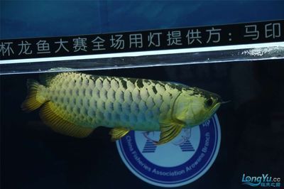 龍魚燈光選擇指南，提高龍魚觀賞價值：飼養龍魚燈光選擇指南