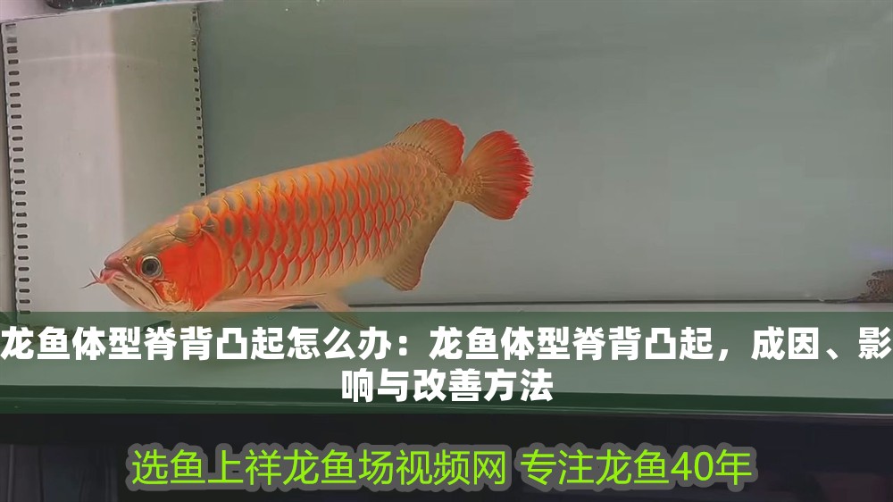 龍魚體型脊背凸起怎么辦：龍魚體型脊背凸起，成因、影響與改善方法