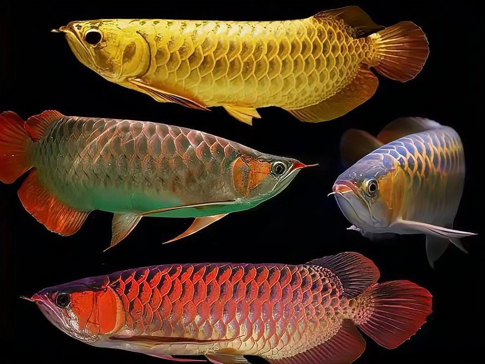 成年過背金龍魚多少公分