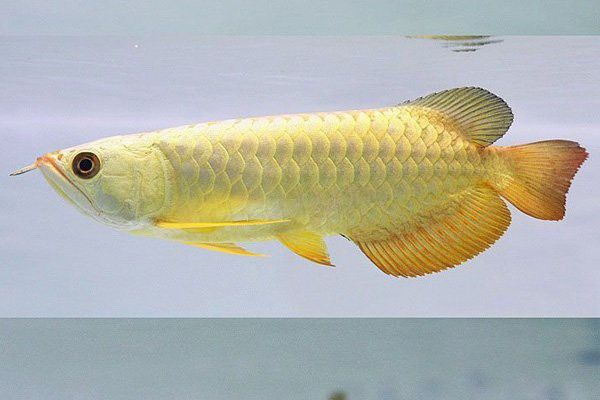 成年過背金龍魚多少公分