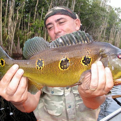藍帆眼斑好養嗎 藍帆眼斑好養嗎 龍魚百科 第3張