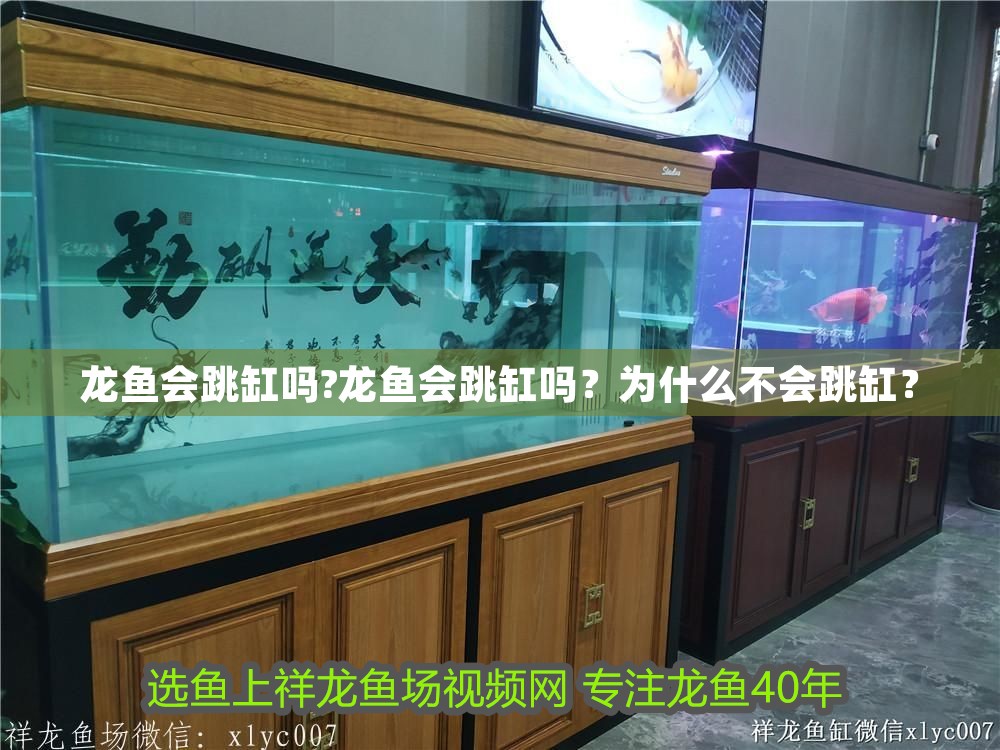 龍魚會跳缸嗎?龍魚會跳缸嗎？為什么不會跳缸？ 龍魚會跳缸嗎?龍魚會跳缸嗎？為什么不會跳缸？ 龍魚百科 第1張