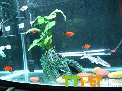 龍魚養(yǎng)殖水溫要求：關(guān)于龍魚養(yǎng)殖水溫要求的詳細信息
