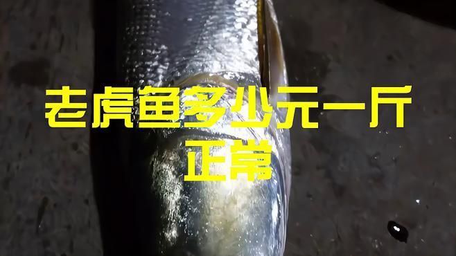 老虎魚多少一斤 老虎魚多少一斤 龍魚百科 第1張