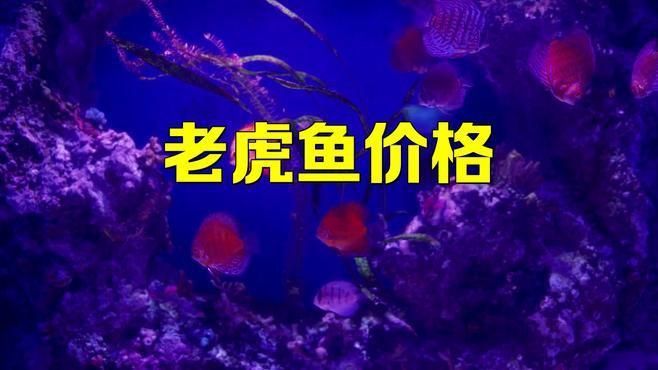 老虎魚多少一斤 老虎魚多少一斤 龍魚百科 第5張