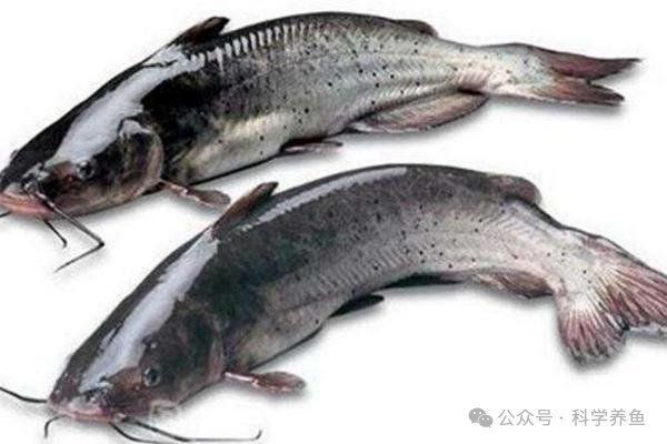 老虎魚多少一斤 老虎魚多少一斤 龍魚百科 第7張