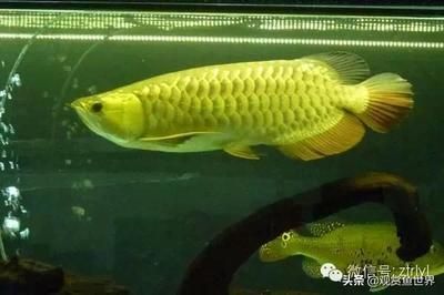 金龍魚什么品種最好：金龍魚什么品種好