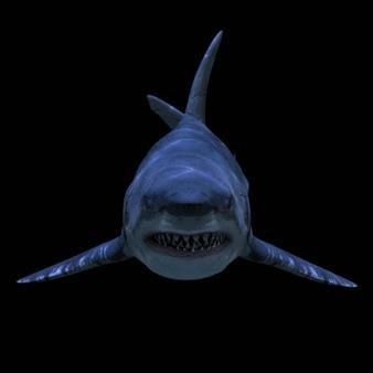 魔鯊魚正面圖片