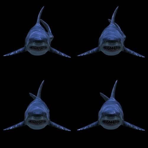 魔鯊魚正面圖片