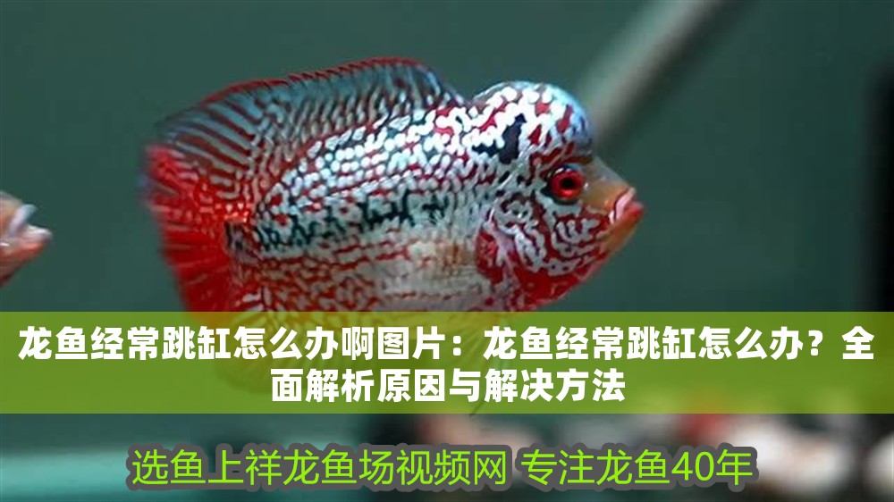 龍魚經常跳缸怎么辦啊圖片：龍魚經常跳缸怎么辦？全面解析原因與解決方法