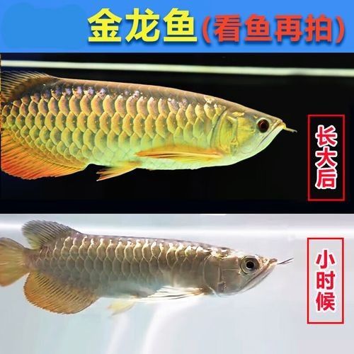 黃龍魚和金龍魚一樣嗎圖片對比