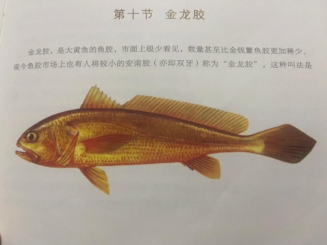 黃龍魚和金龍魚一樣嗎圖片對比