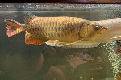 龍魚鱗片多久才恢復原來的：龍魚掉鱗片后恢復原狀的時間