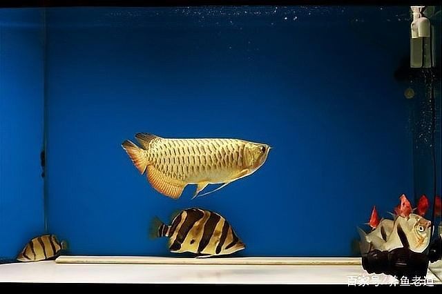 龍魚摔傷后多久可以喂食？ 龍魚摔傷后多久可以喂食？ 龍魚百科 第2張