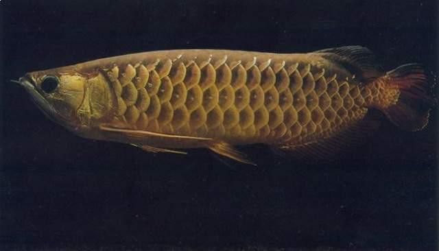 紅尾金龍魚(yú)圖片大全